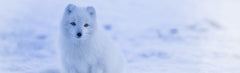 A - Artic Fox