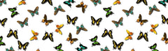 A - Butterflies
