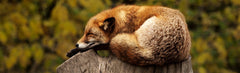 A - Fox