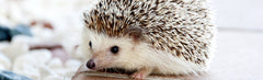 A - Hedgehog