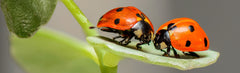 A - Ladybirds