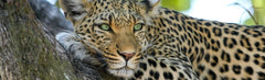 A - Leopard