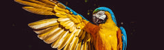 A - Parrot