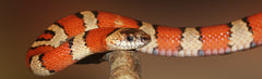 A - Snake