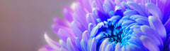 B - Blue Flower