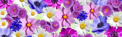 B - Flowers 1