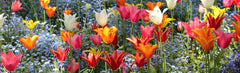 B - Flowers 3