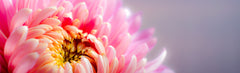 B - Pink Flower