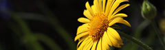 B - Yellow Flower