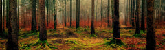 NB - Forest
