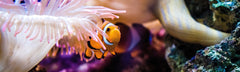 Sl - Clownfish 1