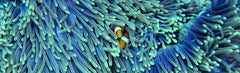 Sl - Clownfish 2