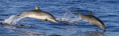 Sl - Dolphins