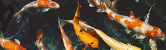 Sl - Koi Fish