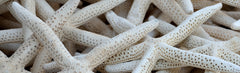Sl - Starfish