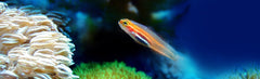 Sl - Tropical Fish 1