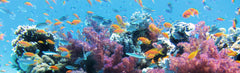 Sl - Tropical Fish 2
