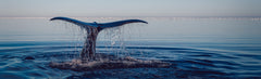 Sl - Whale Tail